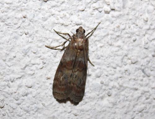 Réf. 216 932 : Phycita roborella